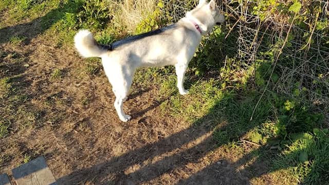 A white dog stands near a fence covered in greenery, with a path and wooden bench visible nearby.