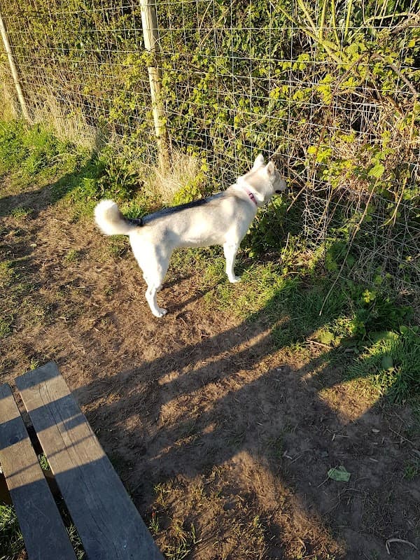 A white dog stands near a fence covered in greenery, with a path and wooden bench visible nearby.