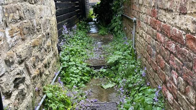 Narrow stone pathway lined with lush greenery and purple flowers, leading through a charming cottage area.