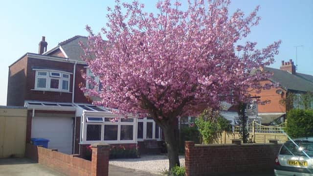 Accommodation at Cherry Blossom Guest House in whitby
