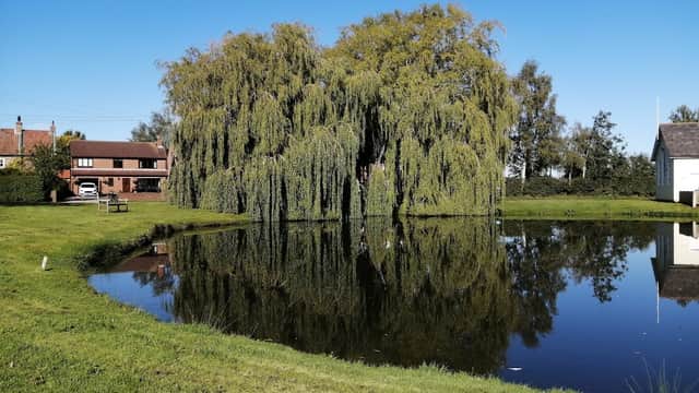 Willow trees reflect in a calm pond, surrounded by green grass and a clear blue sky in Tholthorpe Village Hall.