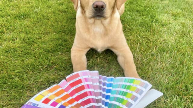 A yellow Labrador puppy lying on grass beside a color swatch booklet.