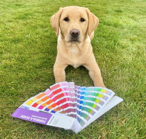 A yellow Labrador puppy lying on grass beside a color swatch booklet.