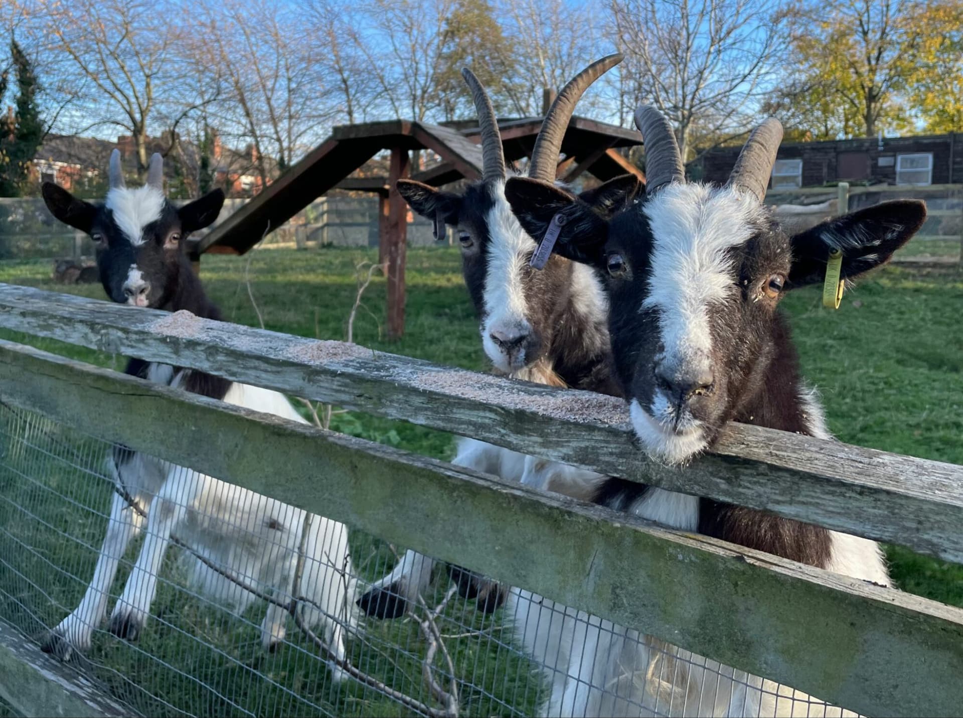 Heeley City Farm
