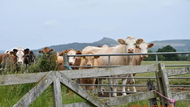 Cows gathered near a wooden gate with rolling hills in the background at Castle House Farm, North Yorkshire.