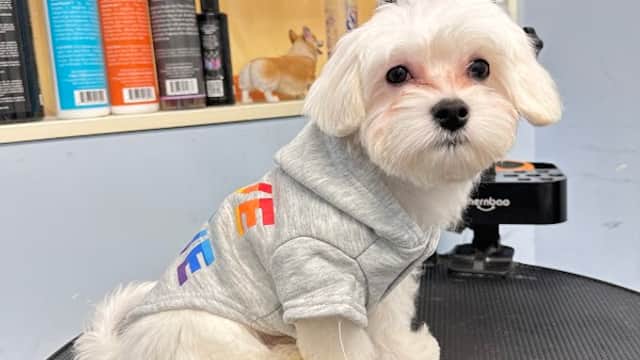 J home for pets - Pet Shops in sheffield