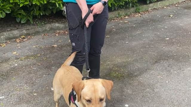 A woman in a teal jacket walks a tan Labrador on a leash along a pathway lined with green hedges.