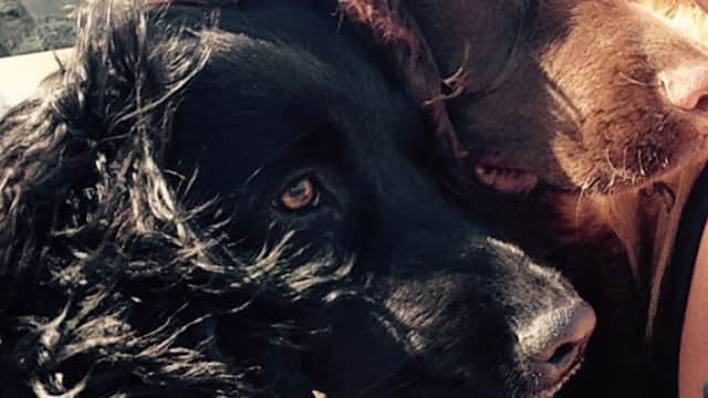 Two dogs, one black and one brown, with tongues out, enjoying a sunny day outdoors.