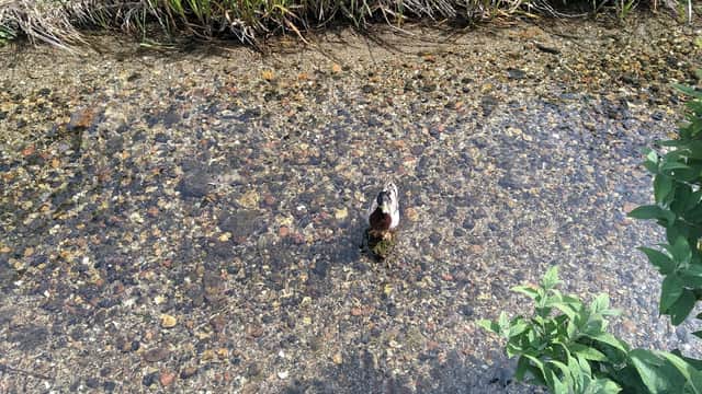 A duck wades through a clear stream surrounded by pebbles and lush green grass.