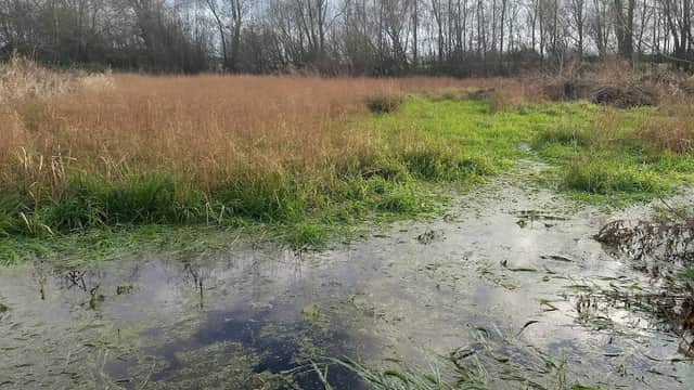 Lush wetlands with tall grasses and reeds, reflecting trees under a cloudy sky at Goosemoor Nature Reserve.