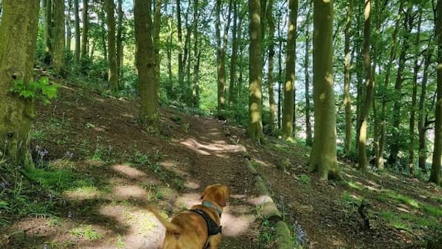 A dog walking along a sunlit path through a lush, green woodland with tall trees and bluebells.