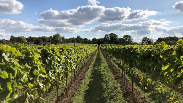 Vast rows of grapevines stretch into the distance under a bright blue sky with fluffy clouds.