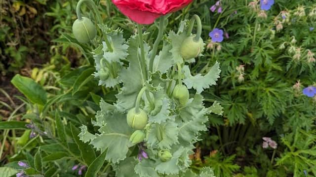 Vibrant pink poppy flower surrounded by green foliage and various colorful wildflowers in a community garden.