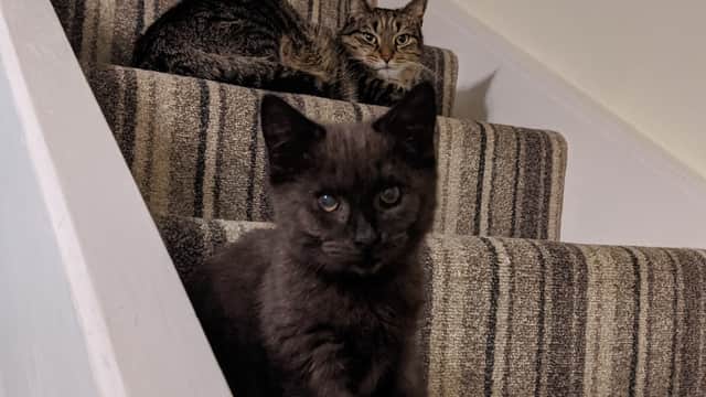 Two cats on a striped carpeted staircase, one black with blue eyes in front and a tabby in the background.