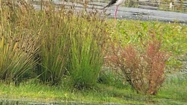 A wetland area with grasses, water, and birds, including a white bird with long legs among grazing geese.