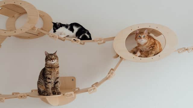 petsandus - Pet Shops in hull