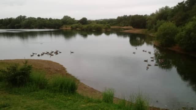 Serene lake surrounded by lush greenery, with ducks swimming peacefully on the water's surface.