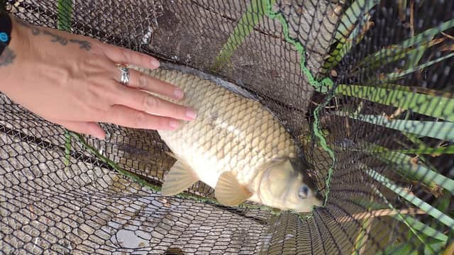 A hand gently rests on a large fish caught in a net, surrounded by grass and natural elements.