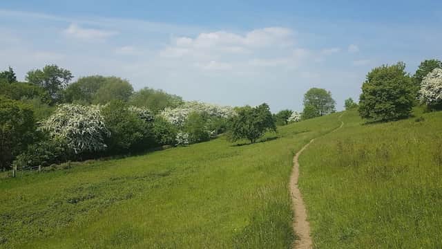 Lush green landscape with a winding path, trees, and white flowering shrubs under a blue sky with scattered clouds.