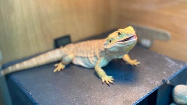 A bearded dragon resting on a slate platform inside a glass enclosure, surrounded by rocks and wood.