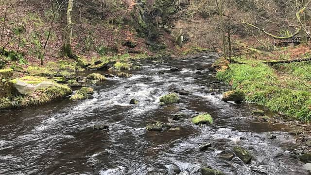 Flowing river surrounded by mossy rocks, trees, and lush greenery in a tranquil woodland setting.