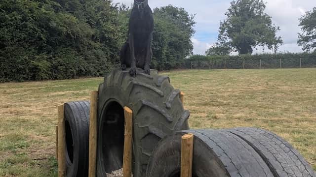 A black dog standing atop a large tire obstacle in a grassy dog park surrounded by trees and a cloudy sky.