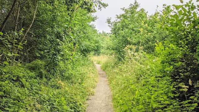 A narrow path winding through lush greenery and trees in Fitzwilliam Country Park, Yorkshire.