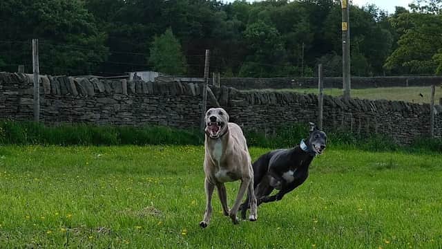 Barklands Secure Dog Walking - Park in holmfirth
