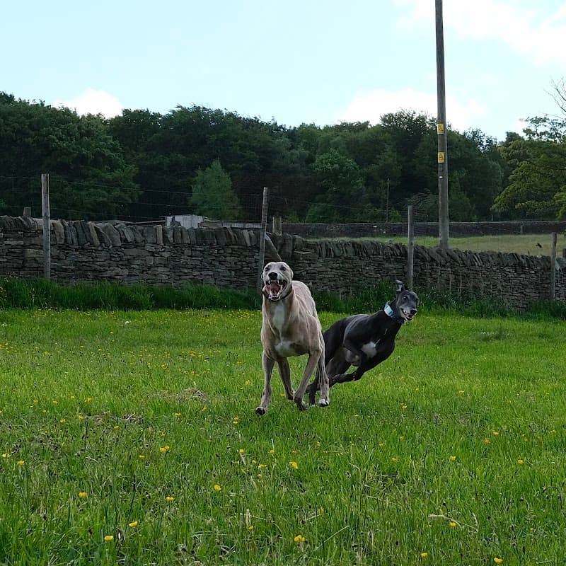 Barklands Secure Dog Walking
