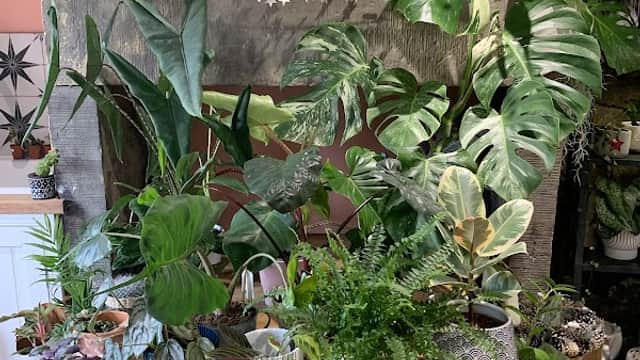 Lush greenery fills a wooden table, surrounded by various potted plants and a decorative fireplace in a cozy shop.
