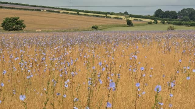 A vast field of golden grass dotted with blue flowers under a cloudy sky, with rolling hills in the background.