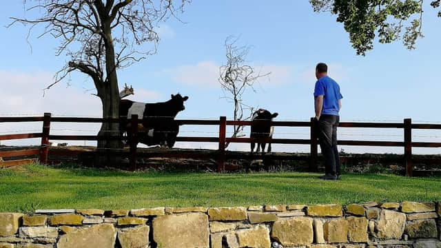 Man in blue shirt stands by a fence, watching cows in a green field with trees and a blue sky in the background.
