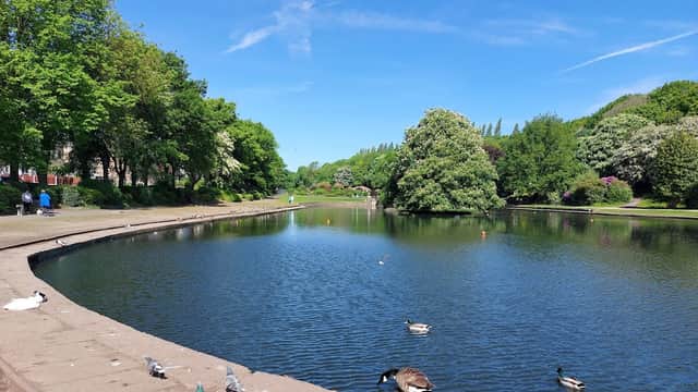 Serene park scene with a calm lake, lush greenery, and ducks along the shore under a clear blue sky.
