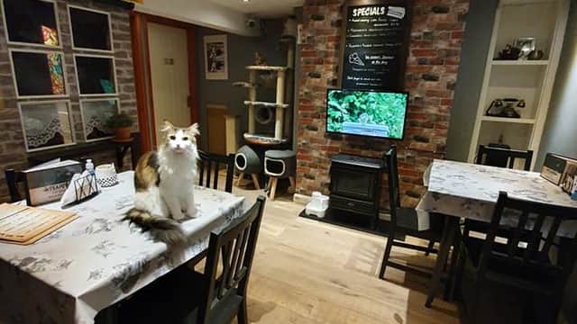 Steampuss Cat Lounge - Attraction in scarborough