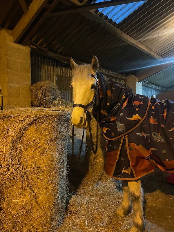 Equine Elite