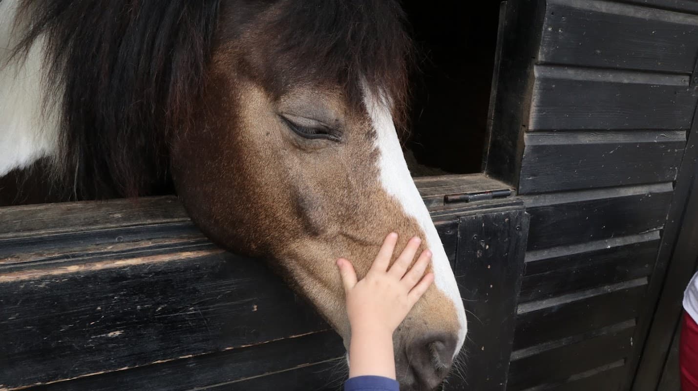 Churchfield Equine Clinic