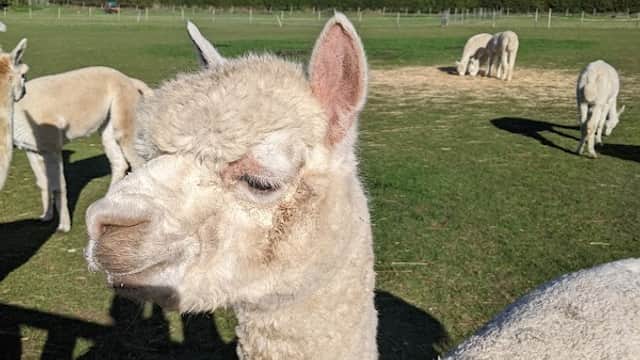 White alpaca with a fluffy coat stands in a green field, surrounded by other alpacas and trees under a clear blue sky.