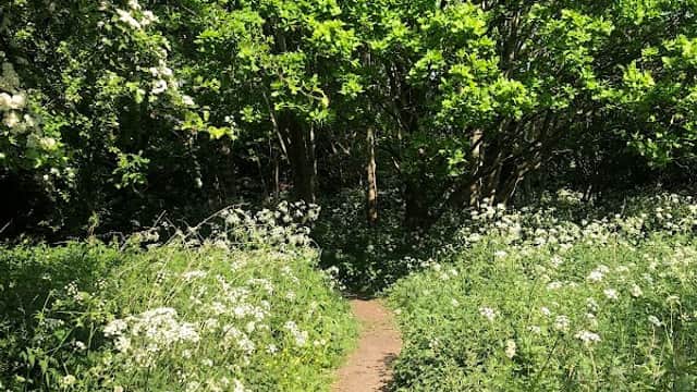 Quarry Woods