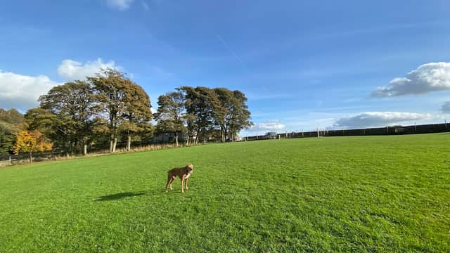 A dog stands in a spacious green field with trees and a blue sky in the background, at a dog playground.