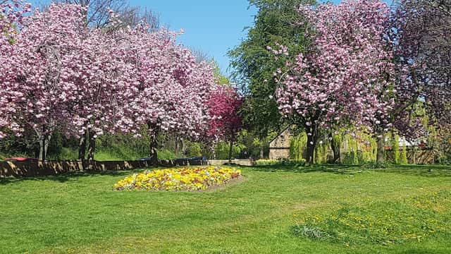 Blossoming cherry trees surround a vibrant flower bed on a sunny day in Springhead Park, Rothwell.