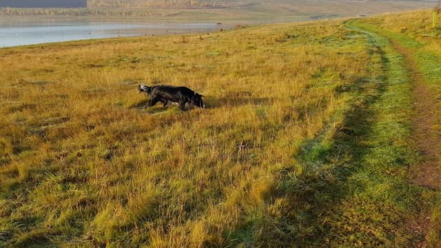 A dog exploring a grassy field near a lake, with rolling hills and a clear sky in the background.