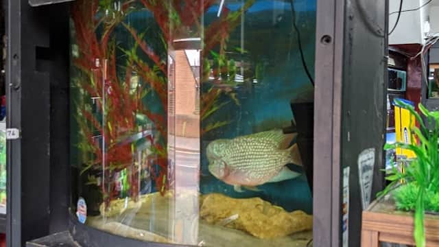 Frisby Aquatics - Pet Shops in hull