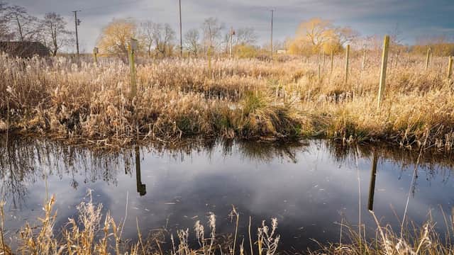 Lush wetlands with tall grasses, a reflective pond, and overcast skies, framed by distant trees and utility poles.