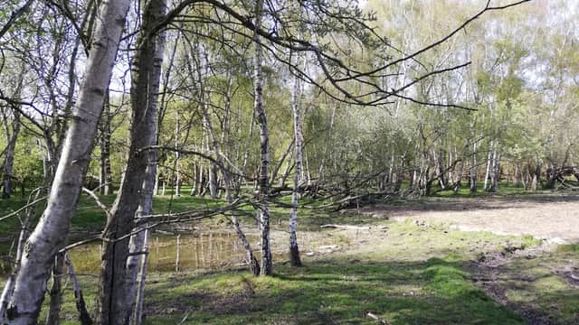 Lush green landscape with birch trees, a small pond, and scattered branches in Skipwith Common.