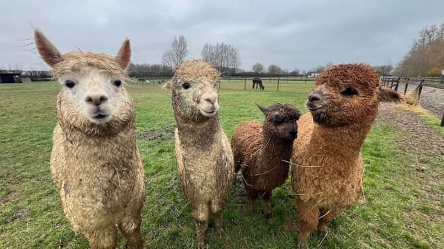 Four fluffy alpacas stand together in a grassy field, with a cloudy sky in the background.