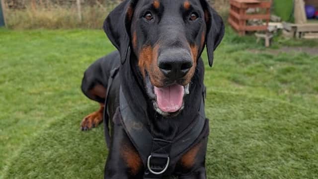 A happy Doberman lying on green grass at Bingley View Dog Park, with a wooden structure and trees in the background.