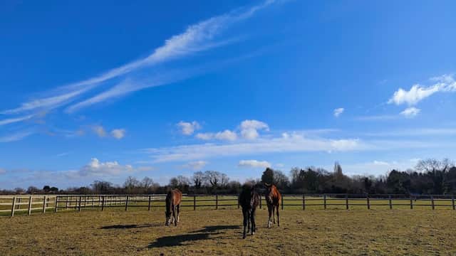 Two horses grazing in a grassy field under a bright blue sky with scattered clouds and wooden fencing.