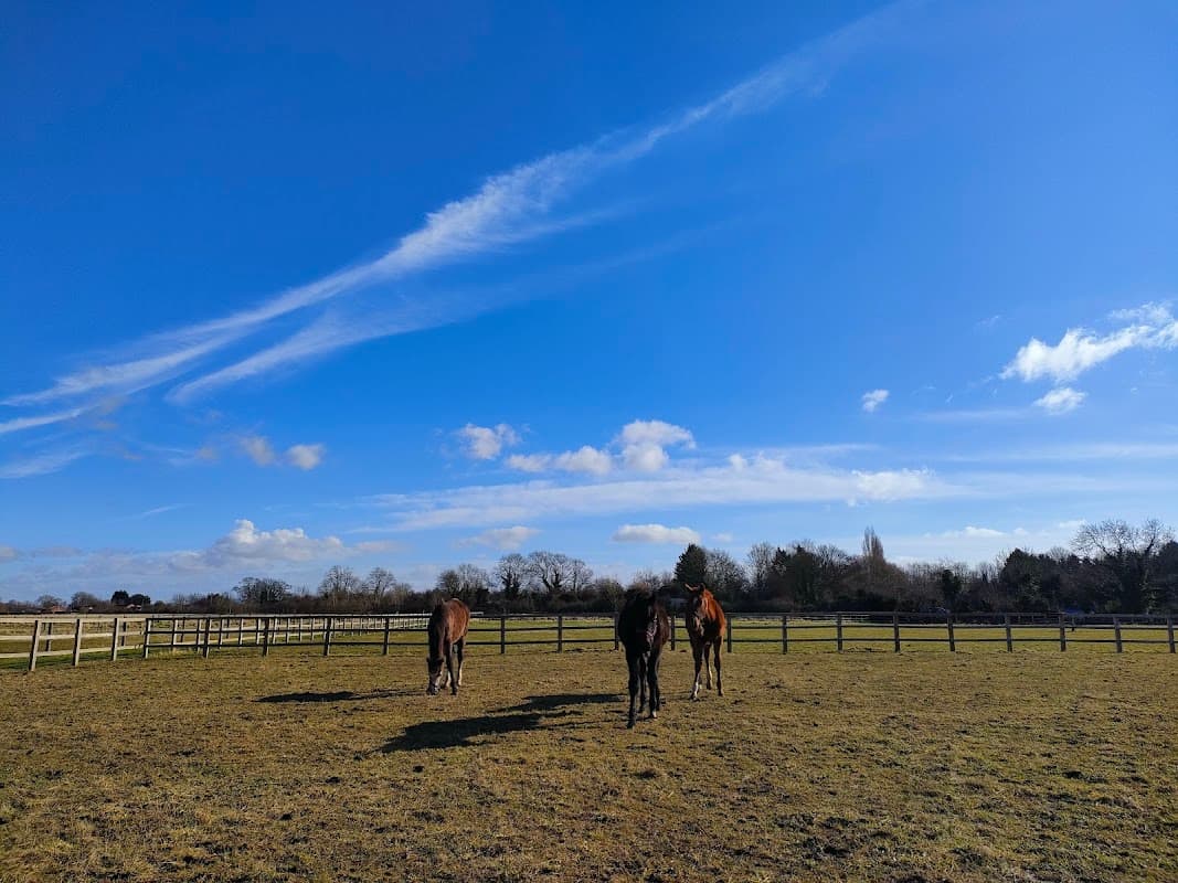 Two horses grazing in a grassy field under a bright blue sky with scattered clouds and wooden fencing.