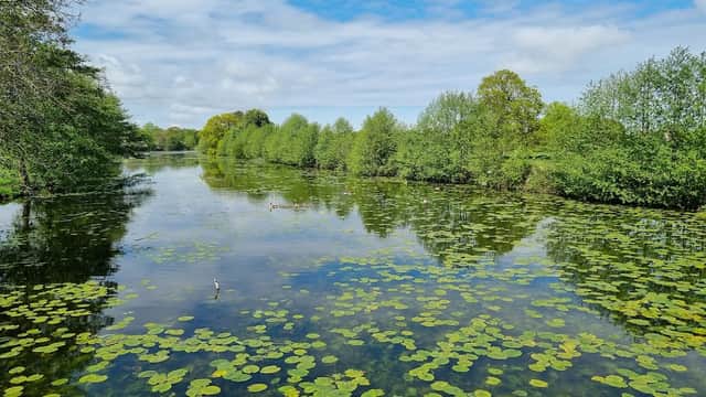 Serene waterway with lily pads, surrounded by lush greenery and trees under a partly cloudy sky.