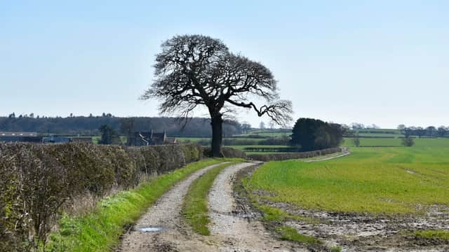 A dirt path lined with hedgerows leads to a large tree, with green fields and distant trees under a clear blue sky.
